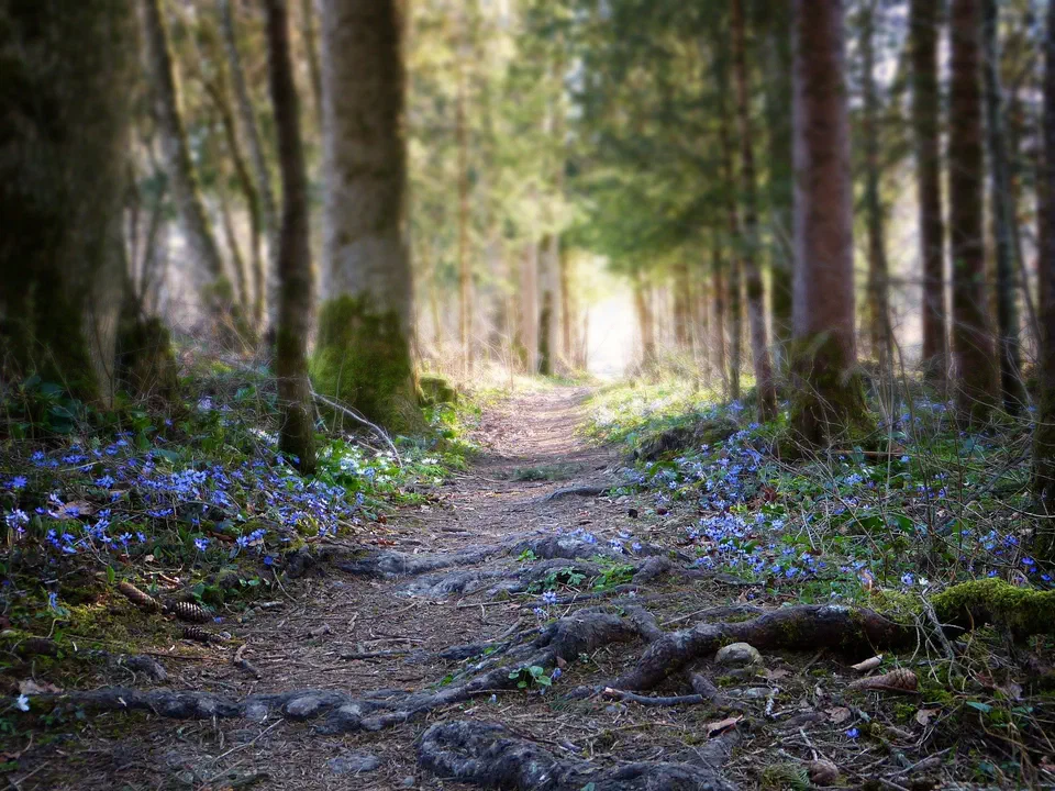 Spring in the forest