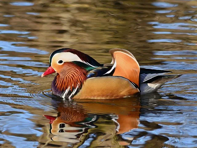 Ente im Wasser