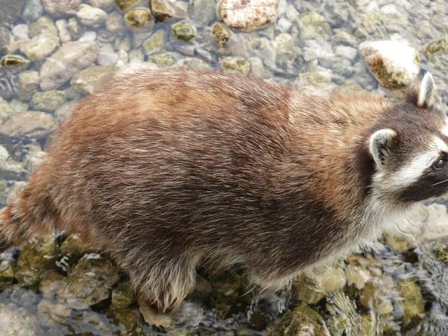 Waschbär im Wasser