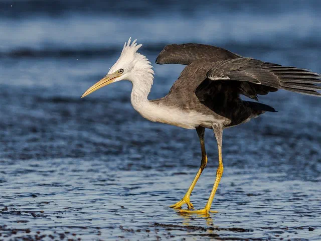 Heron on the water