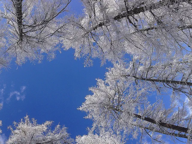 Trees