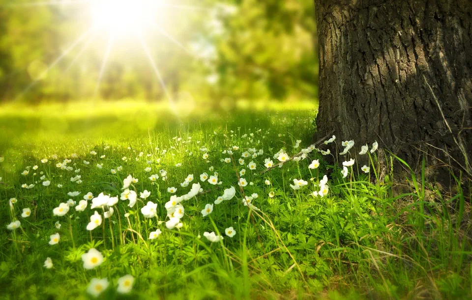 Frühlingsblumen