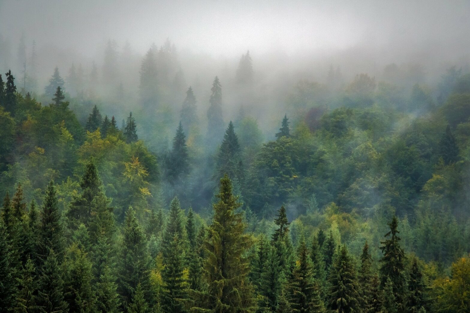Wald im Nebeldunst