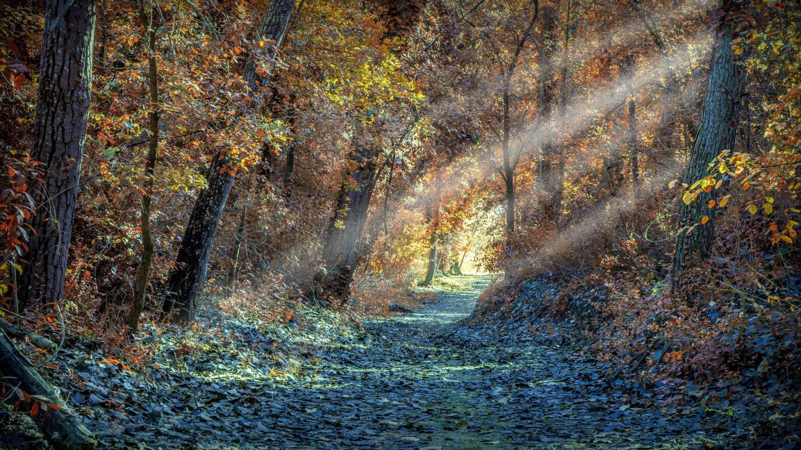 Wald mit Blättern